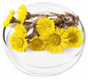 Coltsfoot Extract