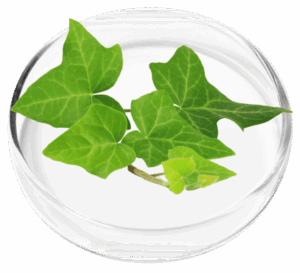 Ivy Extract