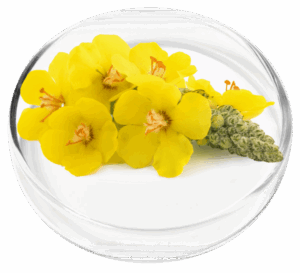 Mullein Extract