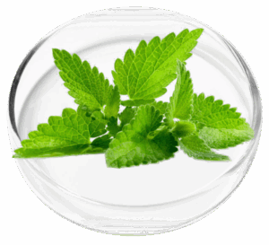 Peppermint Essential Oil
